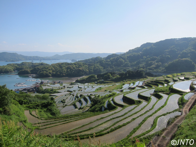 Rice Terraces in Karatsu