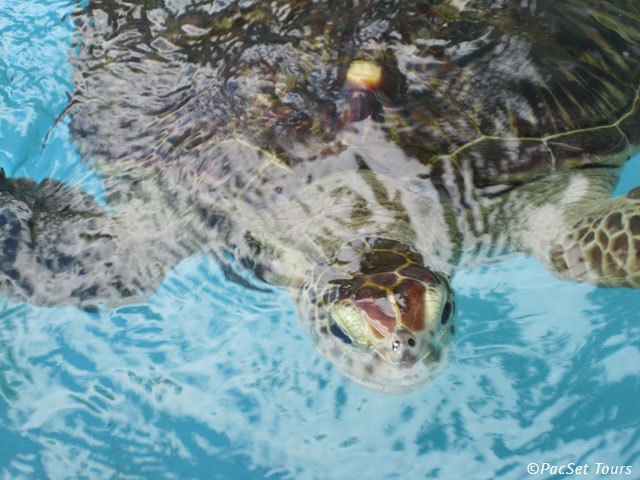 Hello there, turtle friend!